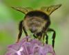300714 – Photo : Liliane Delattre – France (30)